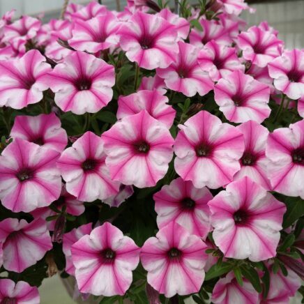 Petūnija 'Mini Vista Pink Charm'